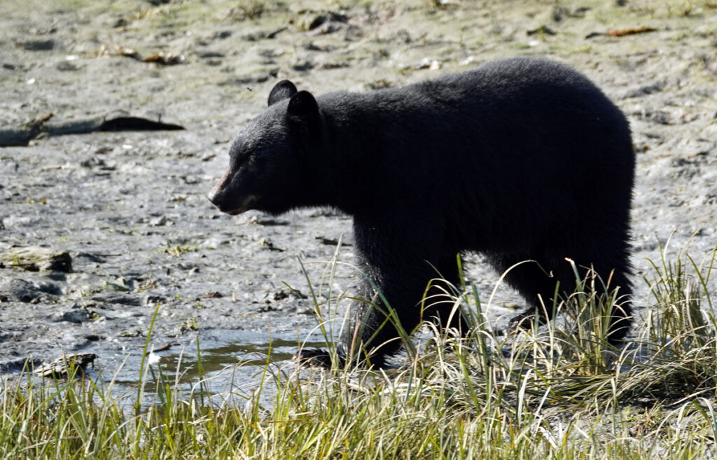 Schwarzbär in Alaska