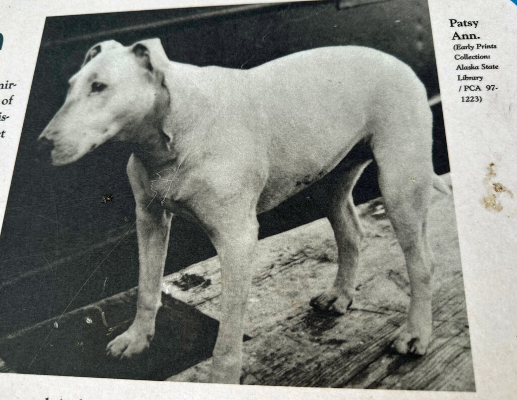 Patsy Ann, der berühmteste Hund von Juneau.