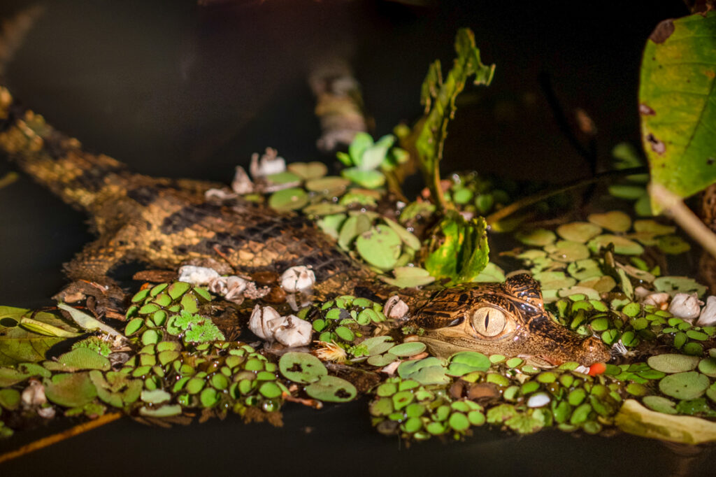 1000 Meilen auf dem Amazonas, krokodil