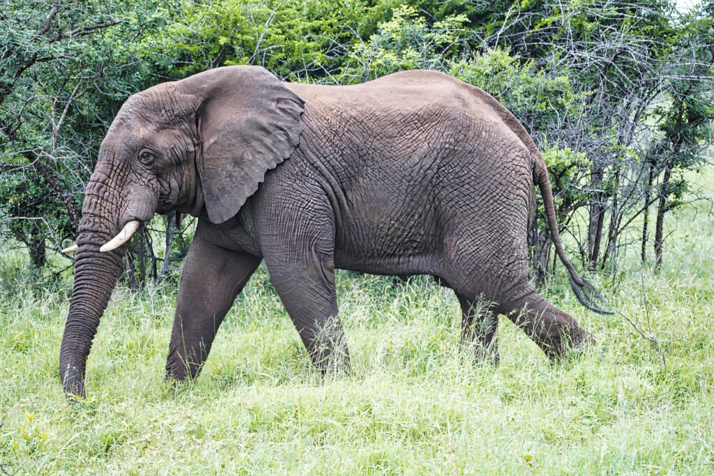 Thanda Safari Lodge
