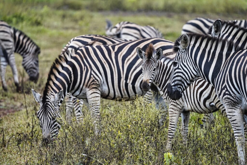 Thanda Safari Lodge