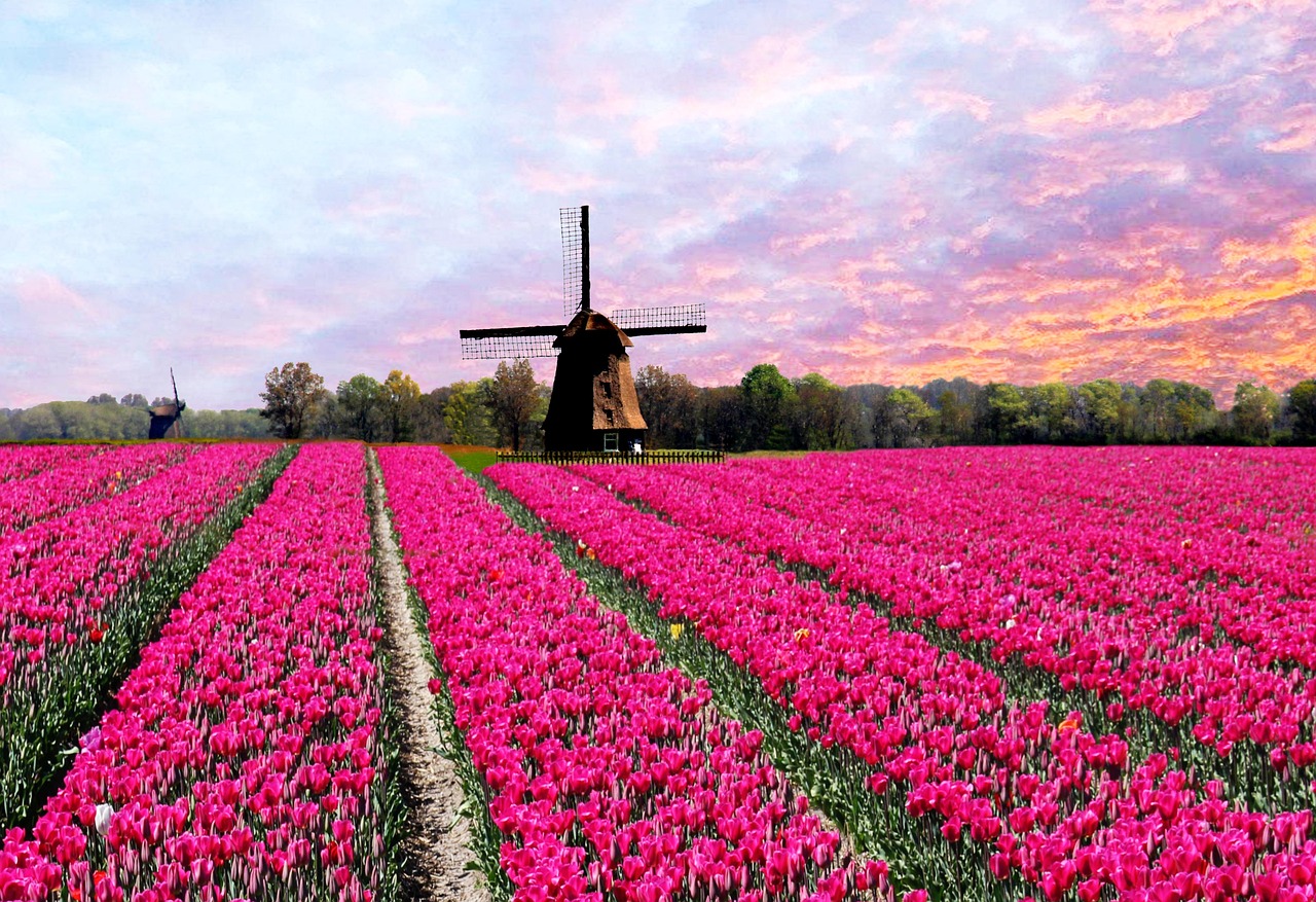 Tulpenkreuzfahrt Amadeus Cara