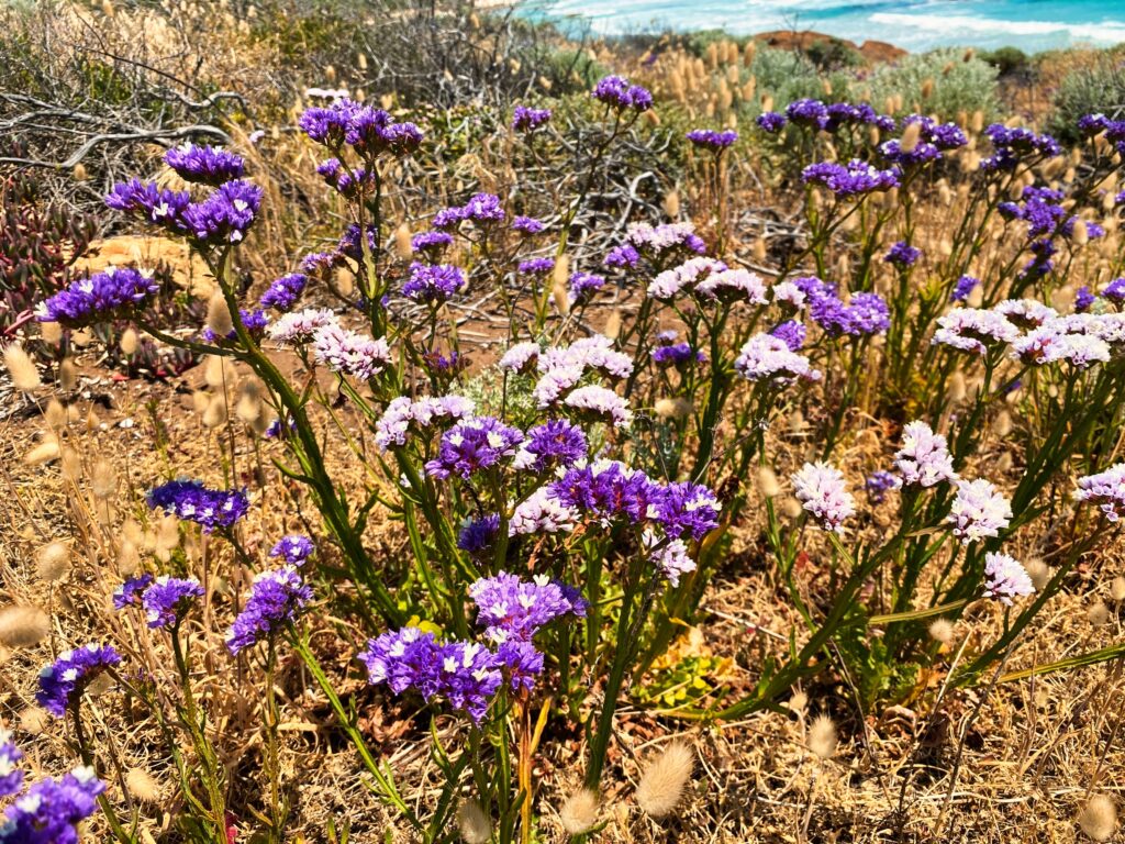 Kreuzfahrthafen Busselton