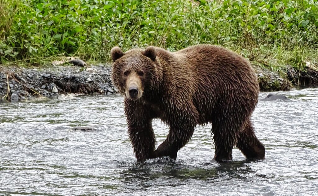 Roald Amundsen Alaska