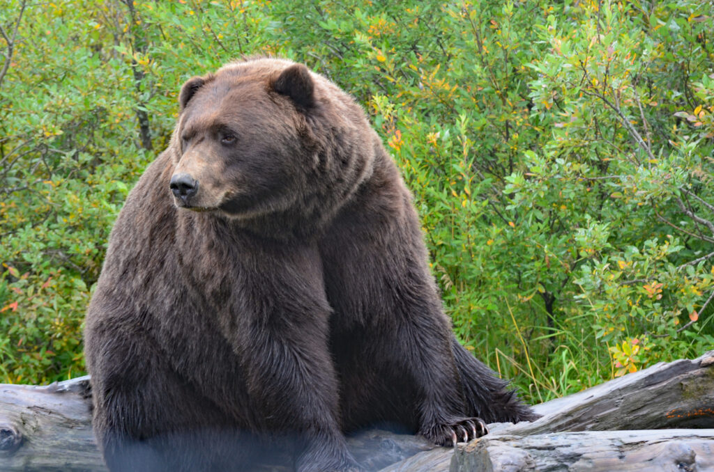 Alaska Kreuzfahrt Nieuw Amsterdam