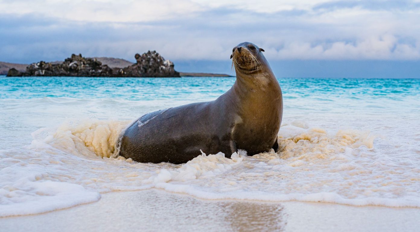 HX Expeditions legt erstmals einen eigenen Galapagos-Katalog vor und verlängert seine Zusammenarbeit mit Metropolitan Touring.