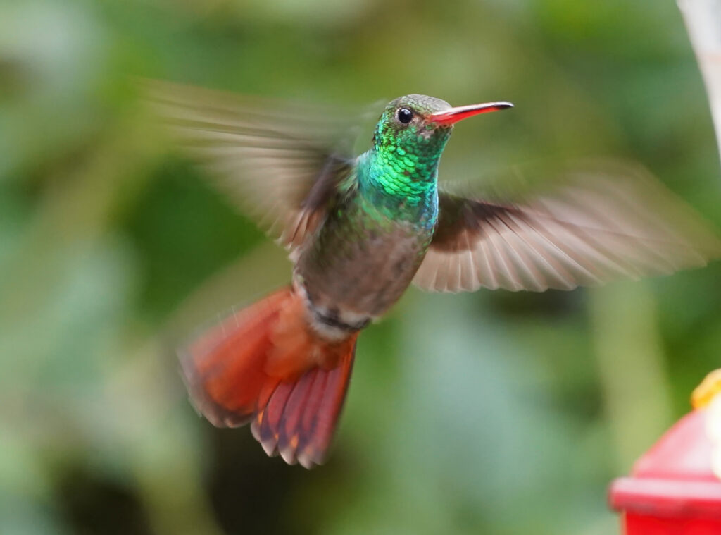 Punta Arenas Nebelwald Costa Rica