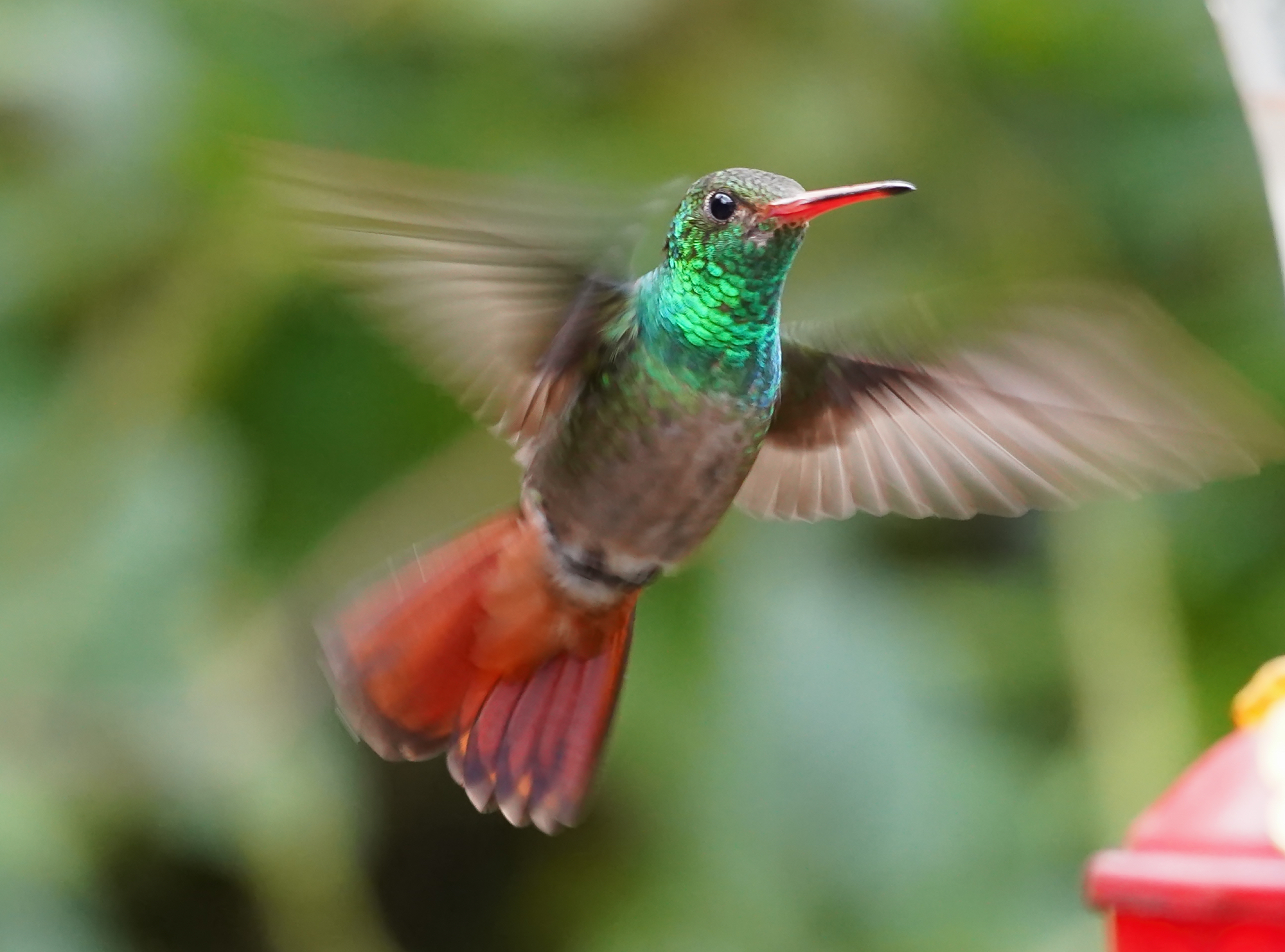 Punta Arenas Nebelwald Costa Rica