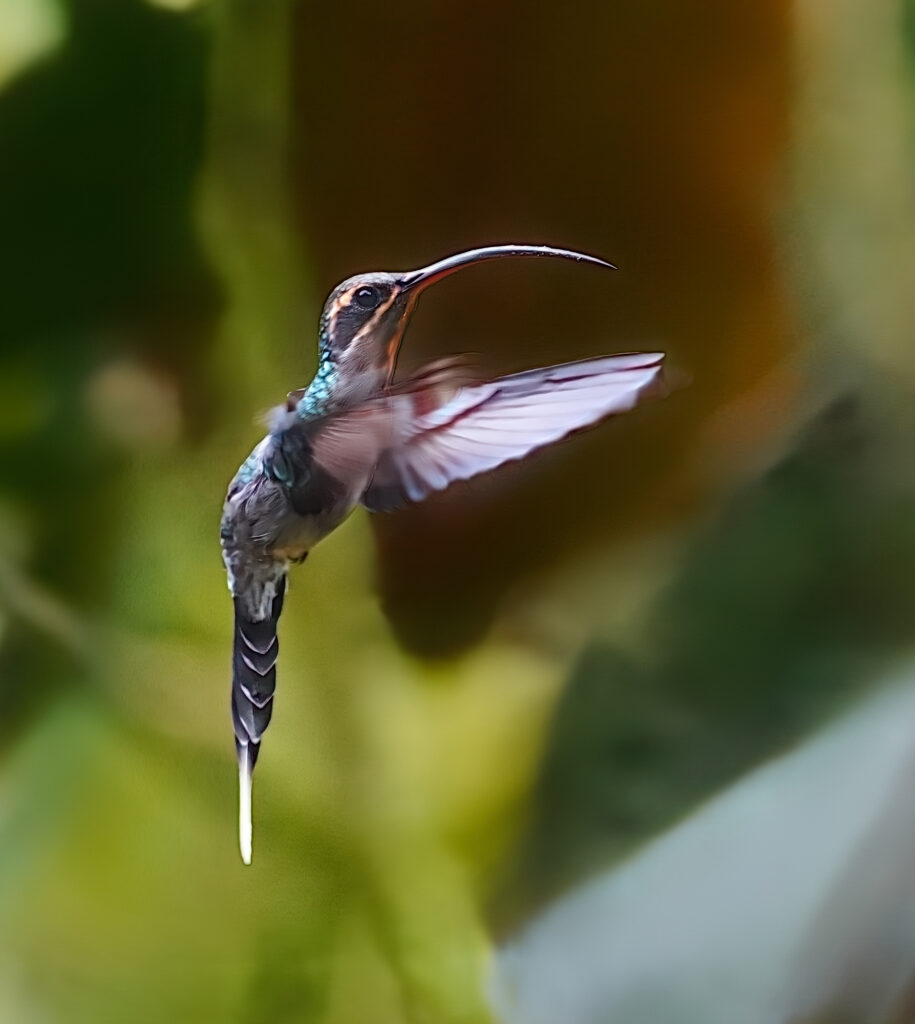 Punta Arenas Nebelwald Costa Rica