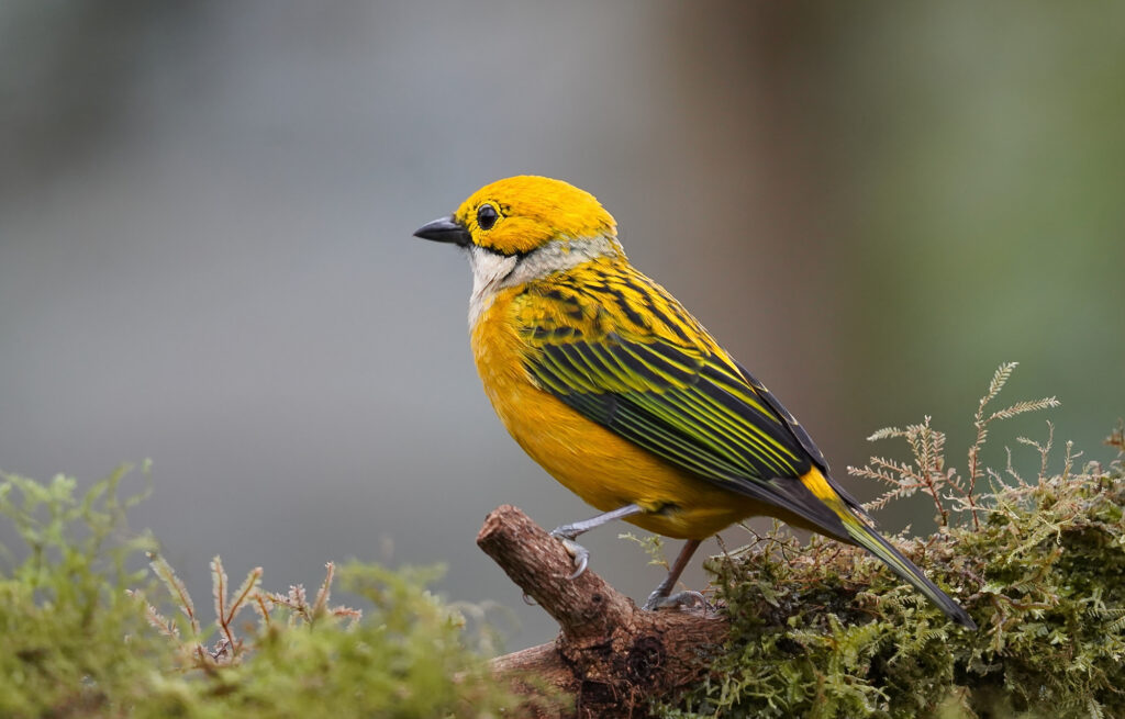 Punta Arenas Nebelwald Costa Rica