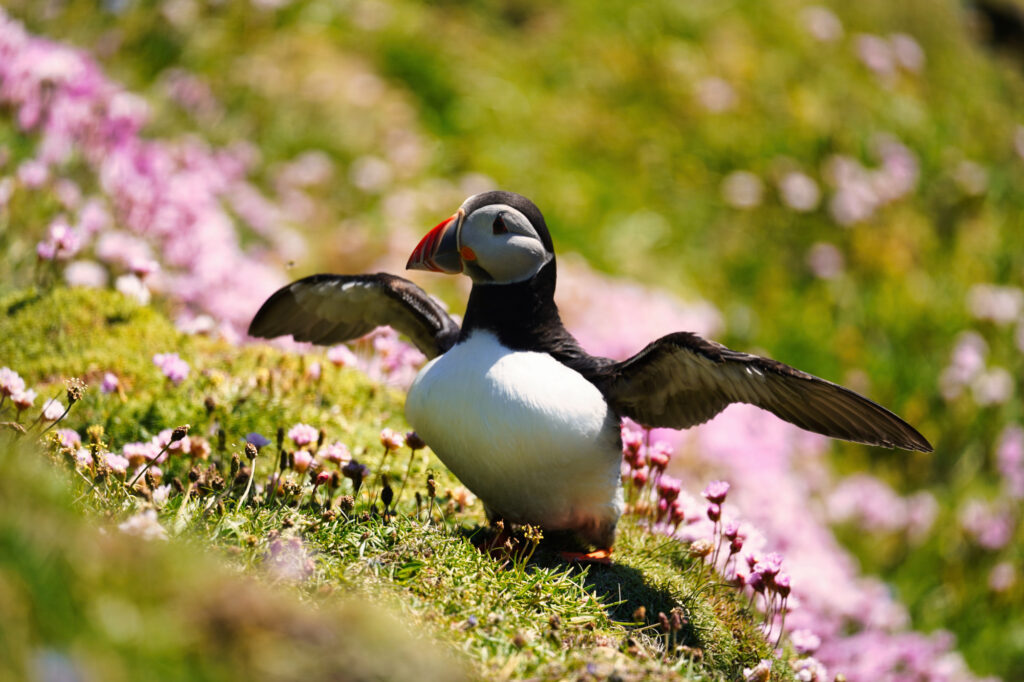Papageientaucher auf den Shetlands.