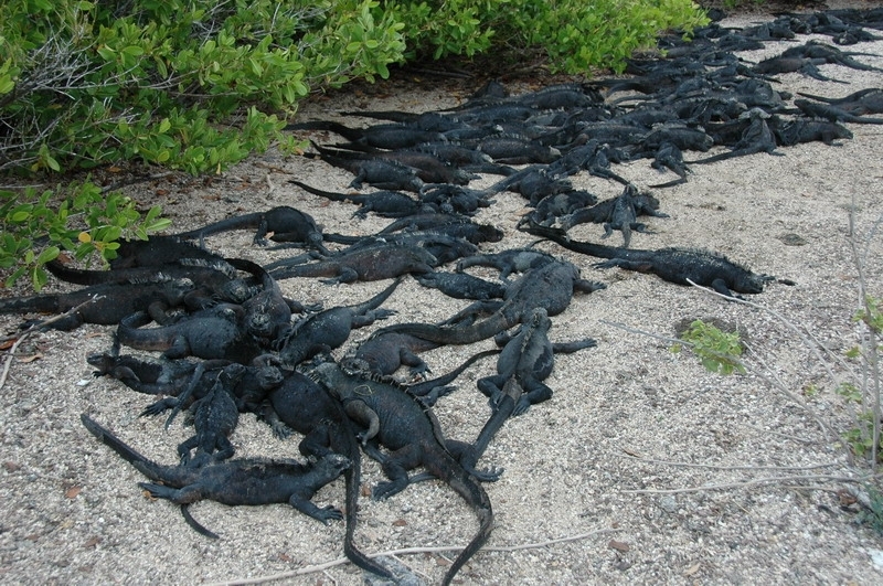 Reiseangebot von Meer.Weit an. Der auf besondere Kreuzfahrten spezialisierte Veranstalter hat für Galápagos kleine Yachten ausgewählt....