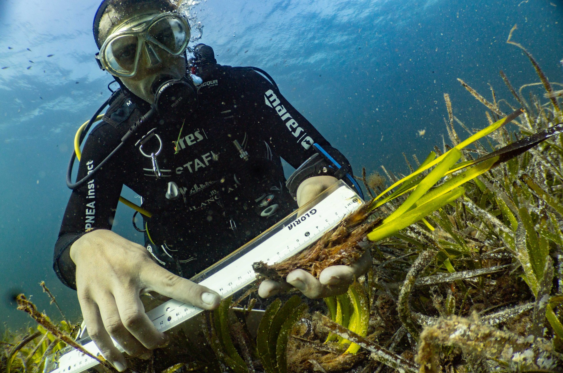 MSC kümmert sich um Seegraswiesen: Die MSC Foundation und die Asociación Vellmarí haben „Shallow Bays of the Mediterranean“