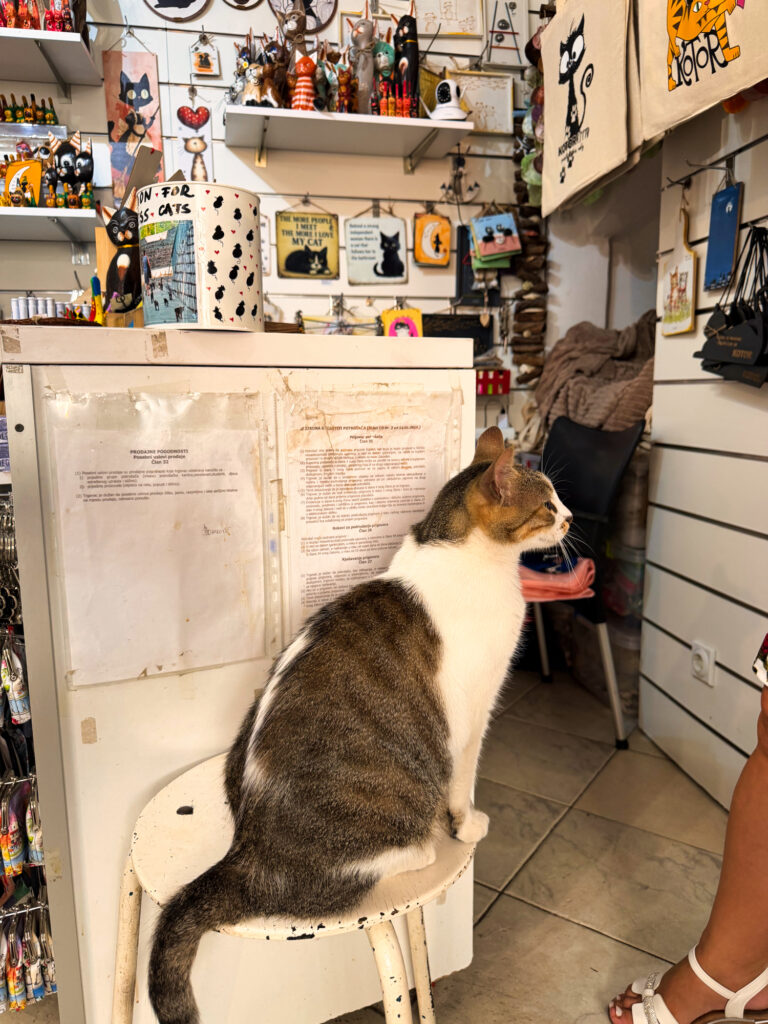 Katzenshop Kotor